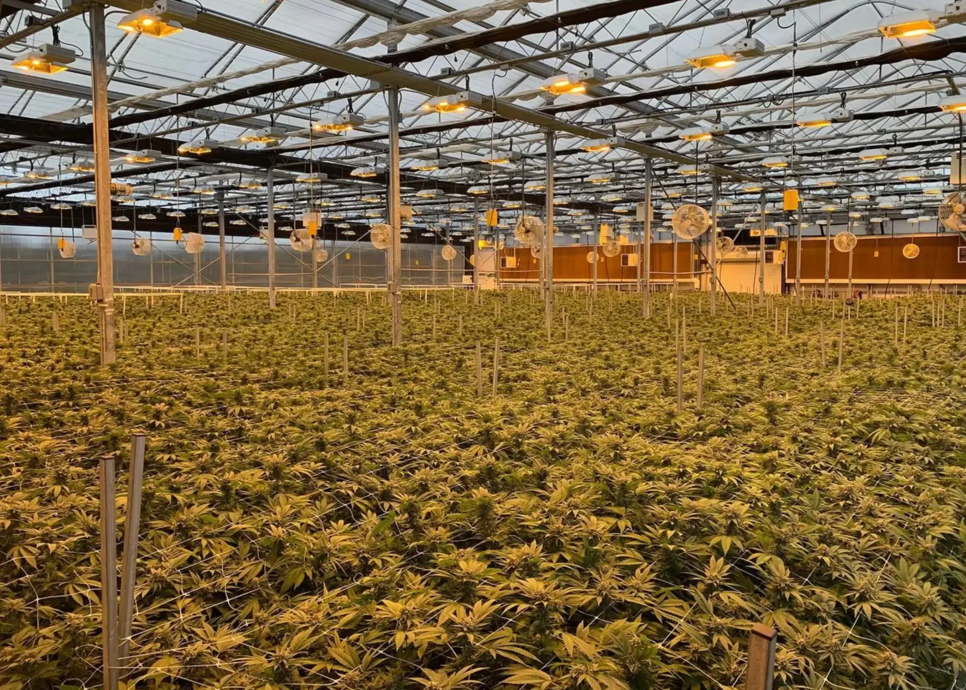 Rows of hemp plants under controlled greenhouse lighting