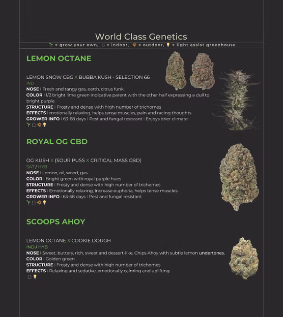 World Class Genetics menu page featuring Blue Nitro, Bubba Kush 59, Bubba Kush 66, and Cannasene
