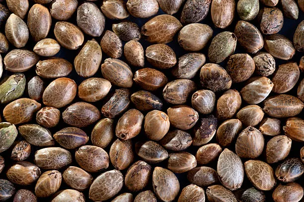 Feminized Seeds