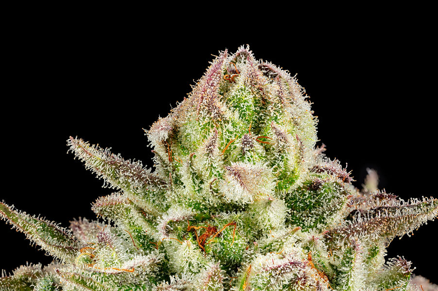 Loopy Larry hemp flower with dense trichome coverage and bright orange pistils